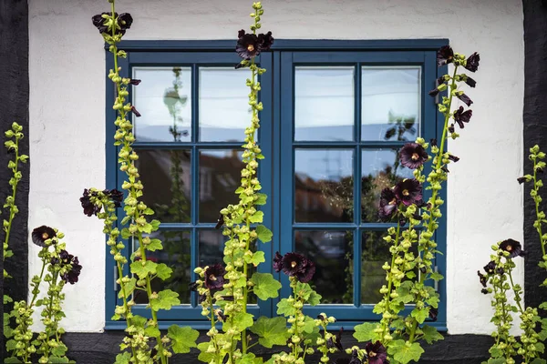 Flores Hollyhock Coloridas Tradicionais Ruas Bornholm Flores Pretas Dinamarca Foco — Fotografia de Stock