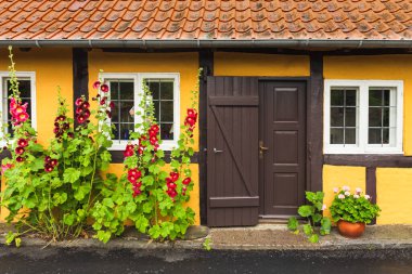 Geleneksel kasaba sokakları Danimarka 'nın Bornholm adasında renkli gülhatmi çiçekleriyle büyür..