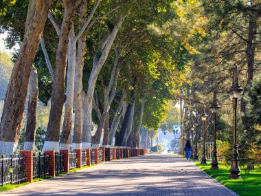 Sokaklar boyunca güzel ağaçlar.