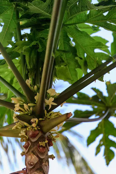 Tropical Flora: Papaya Tree Flowers in Cape Verde. High quality photo