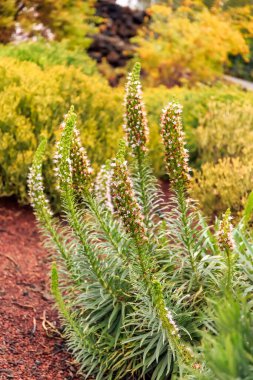 Tajinaste çiçeğinin yakın çekimi Echium kısayolu, aynı zamanda Tenerife Kırmızı Çiçekli Bugloss olarak da bilinir.. 