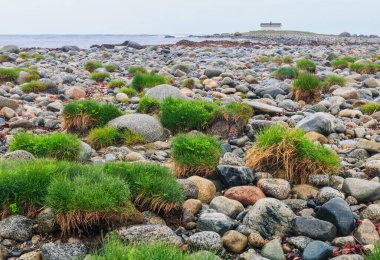 Lista sahilinde yeşil çimlerle kaplı Rocky sahili. Sakin bir deniz ve uzaktan görülebilen küçük bir ev. Soğuk yerler seyahat eğilimindedir. Lista plajı, Norveç. Boşluğu kopyala