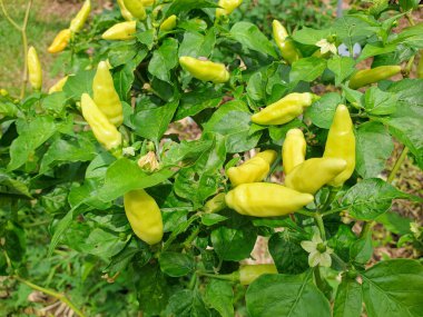 Bahçede yeşil kırmızı biber bitkisi