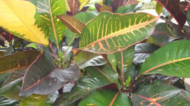 Kroton fabrikasını kapatın.