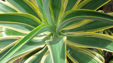 agave desmettiana variegata ya da pürüzsüz agave güzel bir süs bitkisidir.