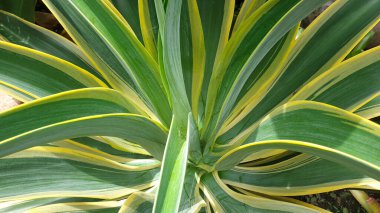 agave desmettiana variegata ya da pürüzsüz agave güzel bir süs bitkisidir.