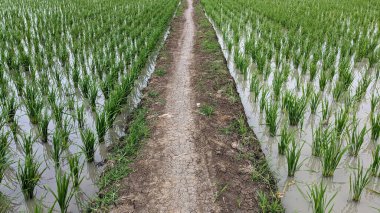 newly planted green young rice plants