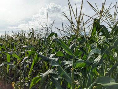green corn field in plantation. the agricultural land of a green corn farm