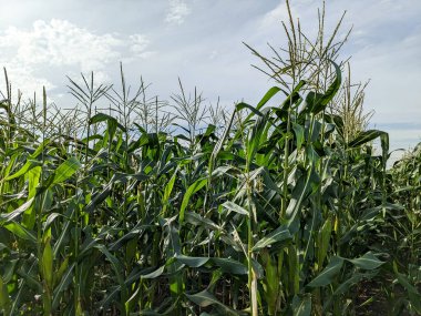 green corn field in plantation. the agricultural land of a green corn farm