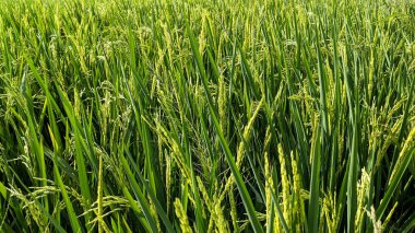 full frame of rice plant, for agriculture concept