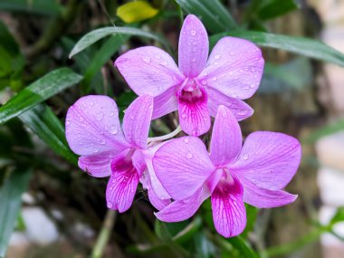 Purple orchid flower or Orchidaceae