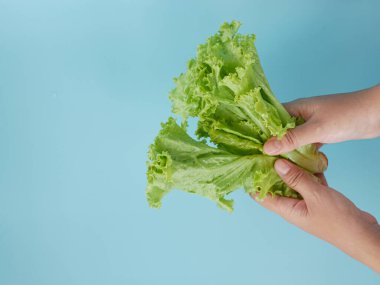 Mavi arka planda taze marul yaprakları tutan el..