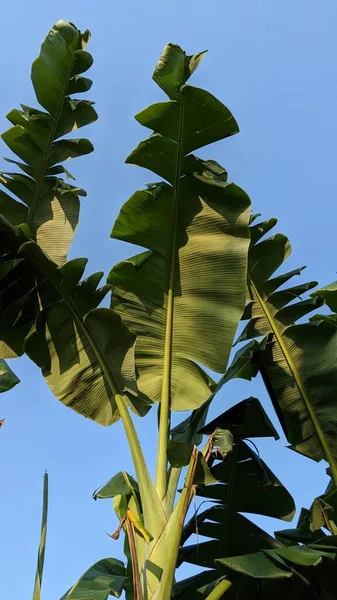 Stock image beautiful view of banana leaf against blue sky background. tropical atmosphere