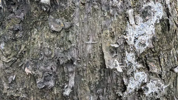 Крупним Планом Текстура Кори Сірого Дерева Місцем Копіювання Тла — стокове фото