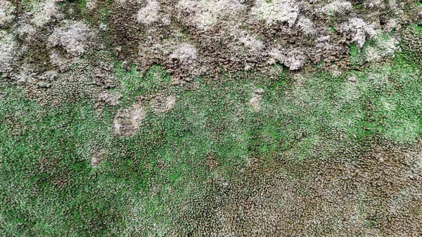 Alte Betonwandplatte Mit Moos Oder Algen Bedeckt — Stockfoto