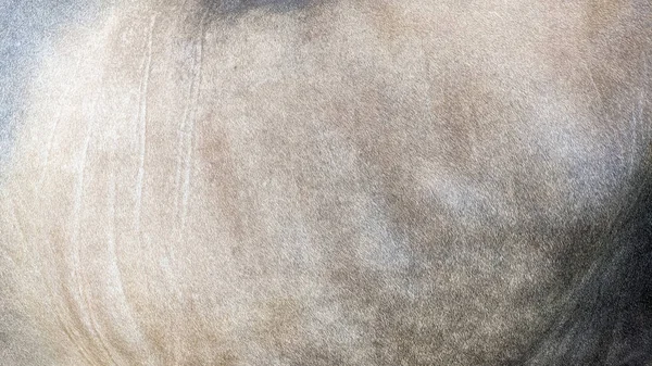 Zbliżenie Brązowej Skóry Futra Krowy Tekstury Tle Miejsca Kopiowania — Zdjęcie stockowe