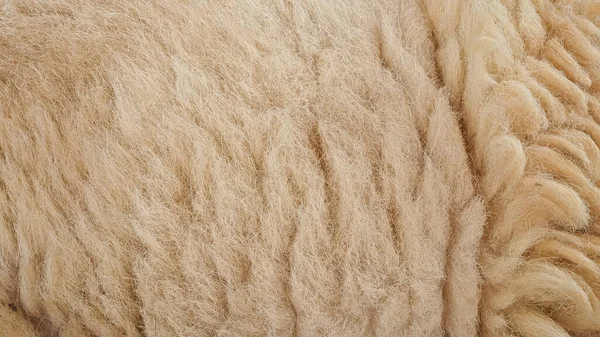 Крупним Планом Сира Вовняна Текстура Вівці — стокове фото