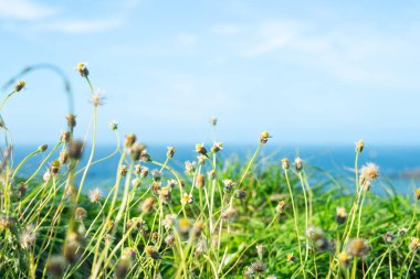 Güneşin altındaki güzel kasımpatı görüntüsü ve açık mavi gökyüzü