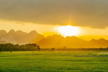 gün batımı manzarası pirinç tarlalarında