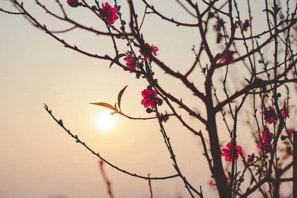 日没の下の美しい桜の写真 — ストック写真