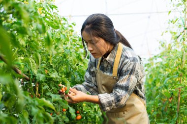 Kiraz bahçesinde Asyalı kadın çiftçi portresi