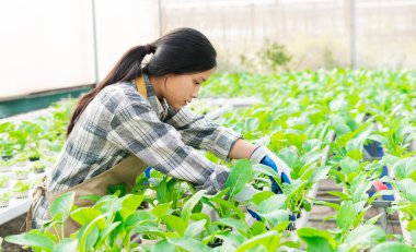 image of asian female farmer in her hydroponic vegetable garden