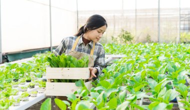 image of asian female farmer in her hydroponic vegetable garden