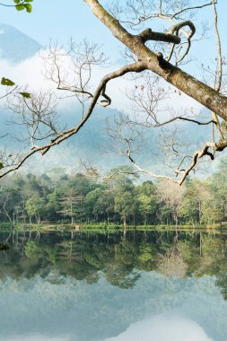 Ormanın göl kenarındaki görüntüsü.