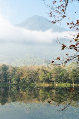Ormanın göl kenarındaki görüntüsü.