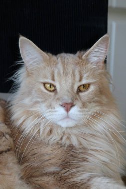 Maine Rakun Kedi Portresi