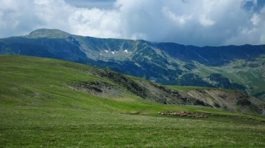Romanya 'nın Carpathia kentindeki Parang dağlarının tepelerindeki yüksek irtifada otlayan bir koyun sürüsü. Doğu Avrupa 'da kırsal tarım. Bulutlar tepenin üstünde toplanıyor. 