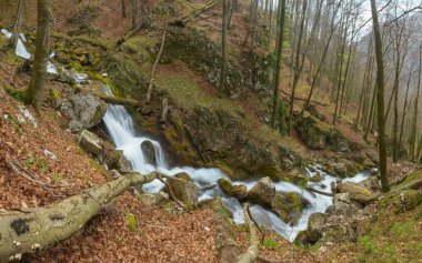A mountain spring flowing in rapids inside a mossy beech forest. The stream forms cascades while flowing along rocks and tree trunks. Springtime, Carpathia, Romania.