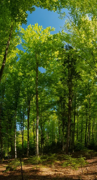 Beech Forest Blooming Foliage Springtime Trees Leaves Bright Green Luxuriant — Φωτογραφία Αρχείου