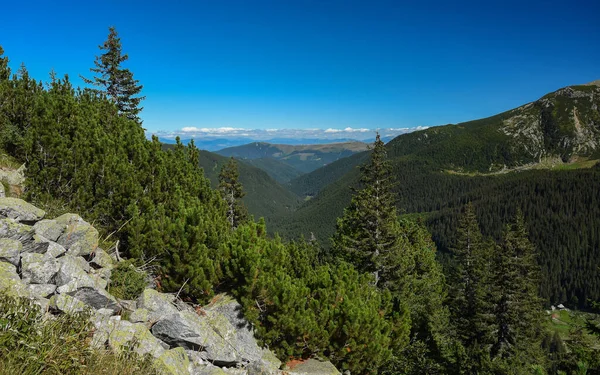 View Vast Wild Lands Retezat National Park Coniferous Woodlands Grow — стоковое фото