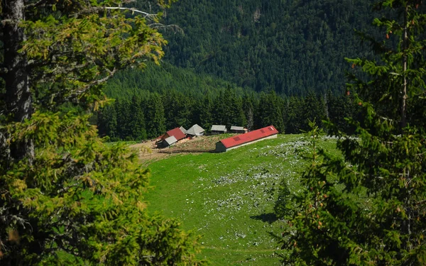 A rural sheepfold located on a mountain ridge in Latorita Massif, inside a spruce forest. Traditional eastern Europe farming and breeding. Carpathia, Romania.