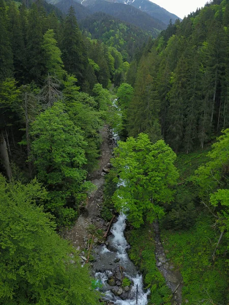 Aerial drone vertical panorama above Sambata river flowing through a coniferous forest. Springtime, the beech forests are blooming. Carpathia, Romania.