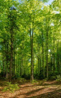 A beech forest with blooming leaves. Springtime. The trees and their leaves are bright green. Luxuriant vegetation in Carpathia, Romania.