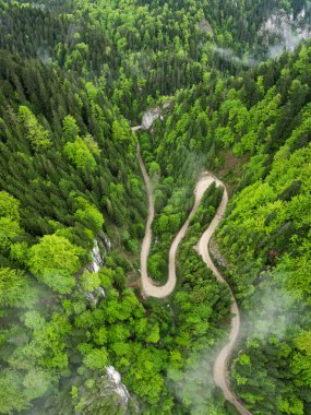 Aerial drone panorama above a narrow canyon winding through wild woodlands. The road is located in Carpathia, Romania. Spring season, the tree leaves are bright green. 
