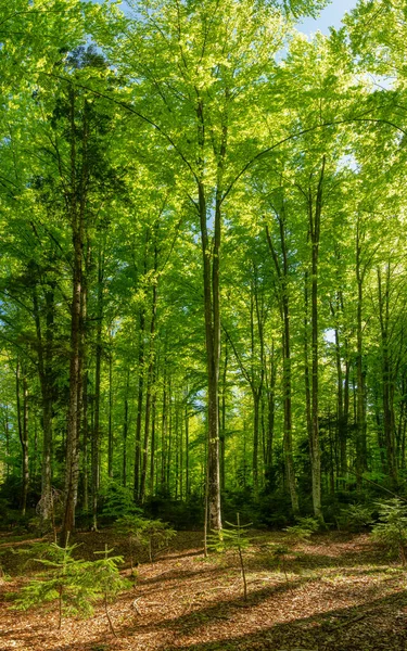 Beech Forest Blooming Leaves Springtime Trees Leaves Bright Green Luxuriant — Φωτογραφία Αρχείου