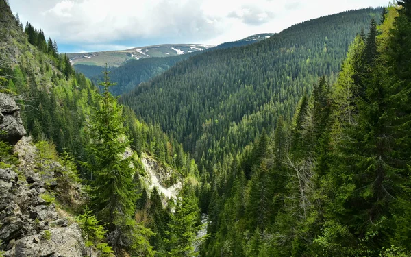 View above a rocky canyon above a wild coniferous woodland in Carpathia, Romania. Mountain peaks are covered by clouds, with traces on snow left on them. Latorita Mountains. 