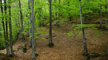 Spring panorama in a wild beech tree forest located in Cozia National Park, Carpathian Mountains, Romania. The leaves are blooming and bursting with bright green color.