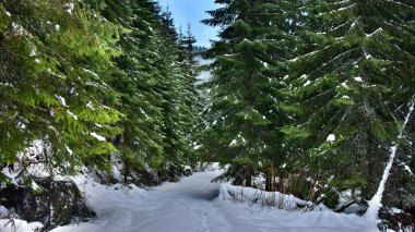 A snowed footpath deep inside the wild coniferous forests of Lotru Mountains. Sunny but cold winter day. Carpathia, Lotru Massif, Romania.