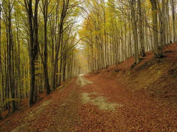 Περπατώντας Μέσα Από Ένα Δάσος Οξιάς Την Άνοιξη Πολλές Ανθισμένες — Φωτογραφία Αρχείου