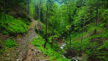 Old beech forests in Capatanii Mountains in a rainy day. A small stream flows downhill. Luxuriant vegetation, during springtime. Carpathia, Romania.