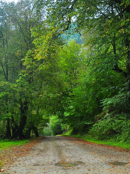 Vertical panorama of a countryside road winding through a beautiful autumn colored forest. The tree branches let the impression of forming a tunnel above the path. Carpathian Mountains, Romania 