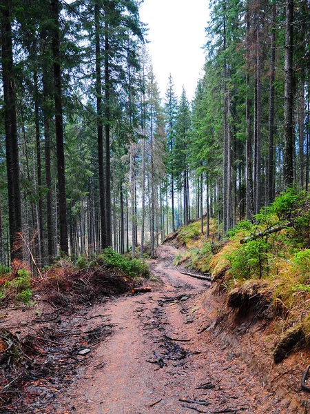 Ένας Λασπωμένος Υγρός Δρόμος Ένα Δάσος Από Έλατα Και Έλατα — Φωτογραφία Αρχείου