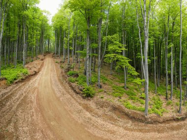 Drone view from tree crown level inside a beech forest during springtime. A gravel road climbs along the hills. Trees are bursting with green vegetation. Carpathia, Romania.