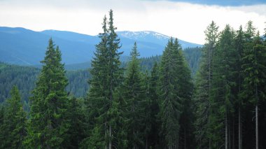 The alpine forested mountainsides of Cindrel Mountains. The mountain peaks are still snowed. Springtime, the coniferous forests are all green. Carpathia, Romania.