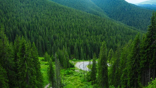 A mountainous road winding through wild coniferous forests. Evergreen trees form dense woodlands in Lotru Massif, Carpathia, Romania 