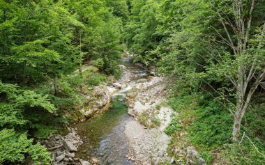 Drone view from tree crown level above a mountain river flowing through a stony watercourse. The valley winds along wild beech forests. Carpathia, Romania